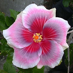  Hibiscus Tahitian Rainbow Queen 