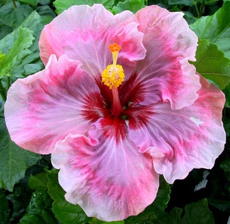  Hibiscus Rebellious Lady 