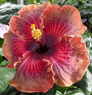  Hibiscus Jolanda Gommer 