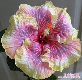  Hibiscus Jolanda Gommer 