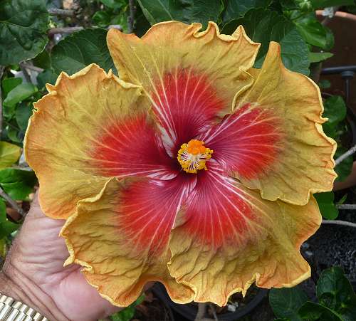  Hibiscus Tahitian Autumn Odyssey 