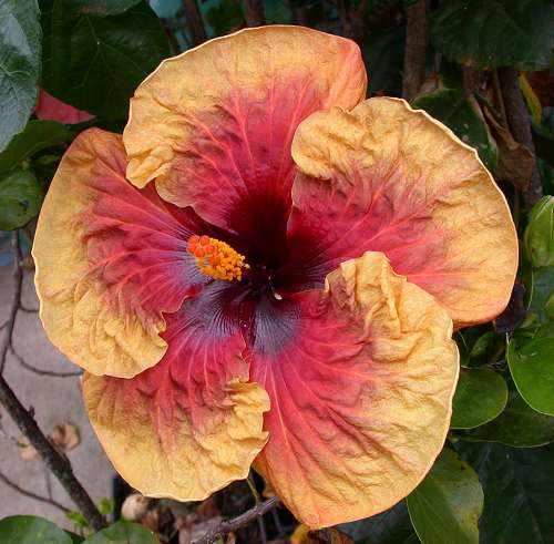  Hibiscus Tahitian Brown Sunset 