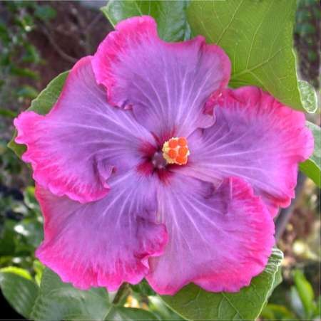  Hibiscus Tahitian Pretty Girl 