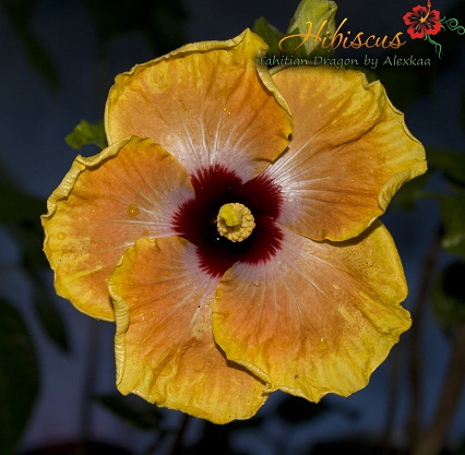  Hibiscus Tahitian Dragon 