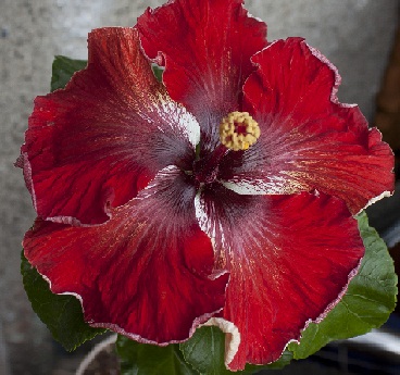  Hibiscus Tahitian Scarlet Queen 