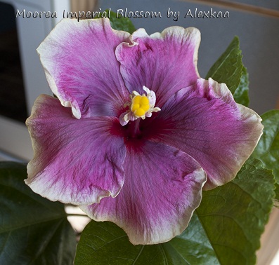  Hibiscus Moorea Imperial Blossom 