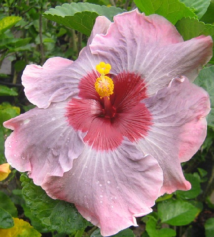  Hibiscus Marly Kern 