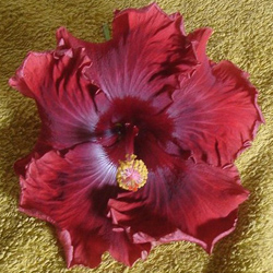  Moorea Royal Red 