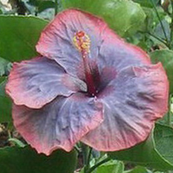  Hibiscus Moorea India 