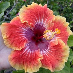  Hibiscus Tahitian Arcturus Pearl 
