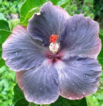  Hibiscus Moorea Vaimoana x Silver Storm 