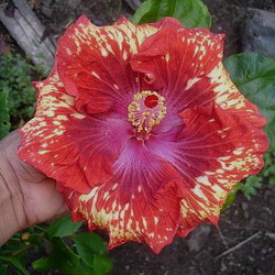  Hibiscus Moorea Shower on the Beach 