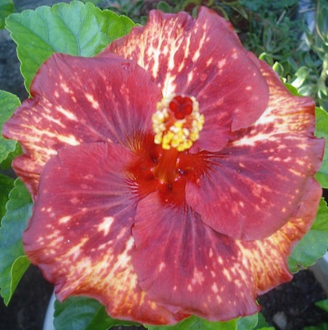  Hibiscus Moorea Merahi Ura 