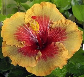  Hibiscus Electric Pizzaz 