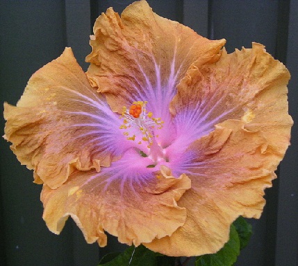  Hibiscus Buttercup 