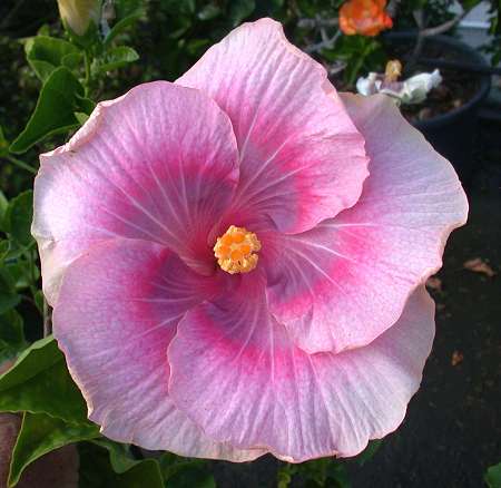  Hibiscus Tahitian Lavender Pastel 