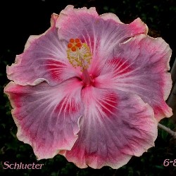  Hibiscus Barry Shlueter 