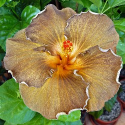  Hibiscus Black Jack 