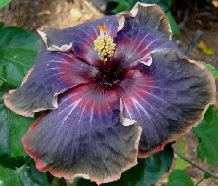  Hibiscus Black Rainbow 