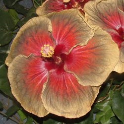  Hibiscus Funny Voodoo 