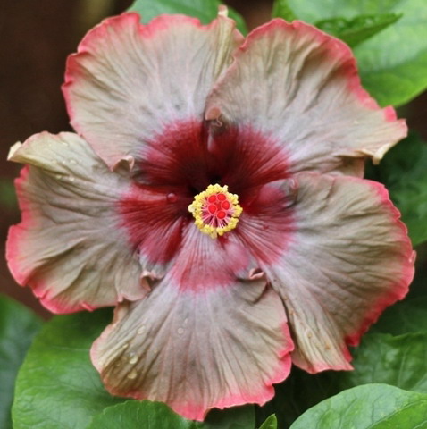  Hibiscus Classical Dancer 