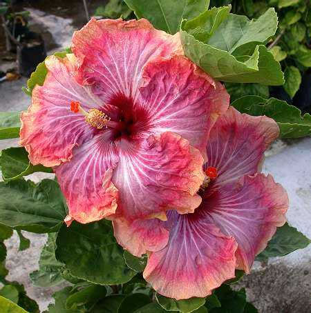  Hibiscus Tahitian lovely 