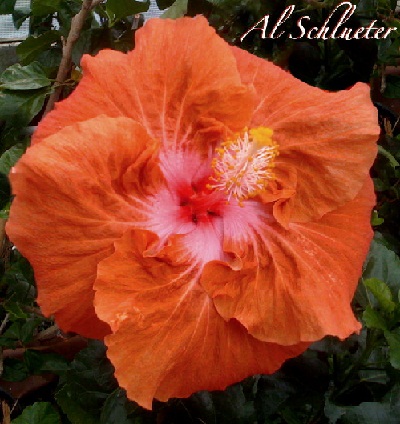  Hibiscus Al schlueter 
