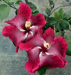  Hibiscus Black dragon 