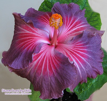  Hibiscus Storm front 