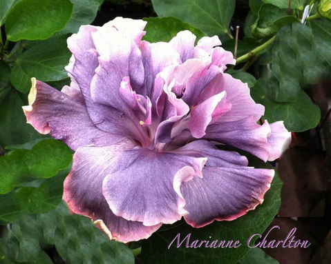  Hibiscus Marianne charleton 