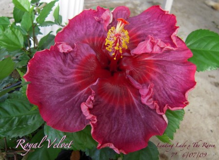  Hibiscus Royal velvet 