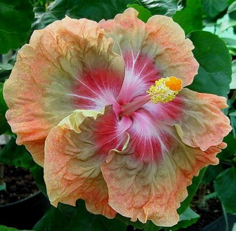  Hibiscus Jeanette elliff 