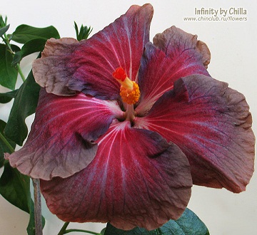  Hibiscus Infinity 