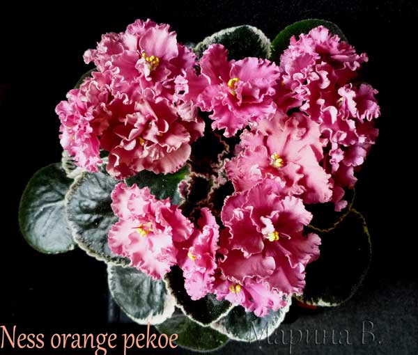  Ness orange pekoe 