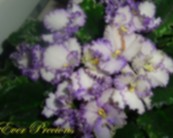 Фиалка Ever Precions
