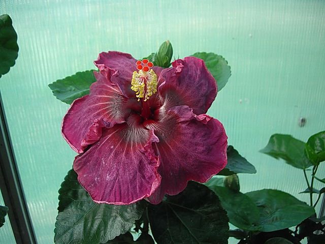  Royal Velvet 