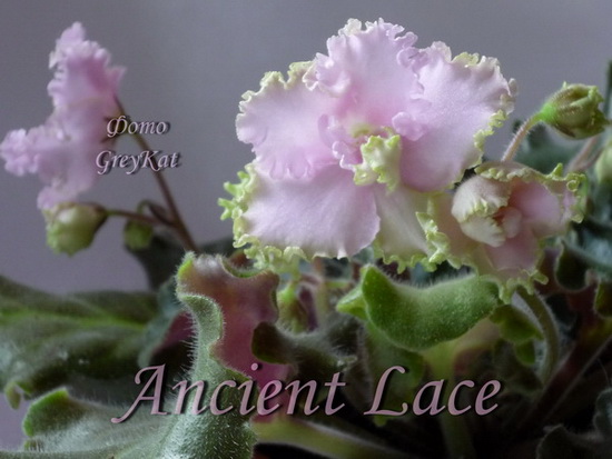  Ancient Lace 