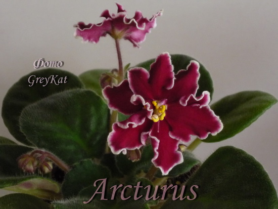  Arcturus 