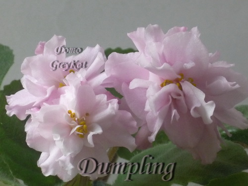  Dumpling 