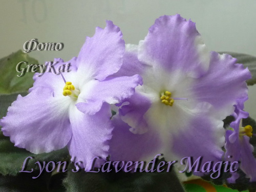  Lyon's Lavender Magic 