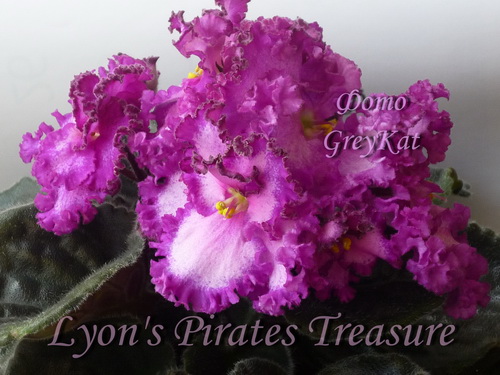  Lyon's Pirates Treasure 