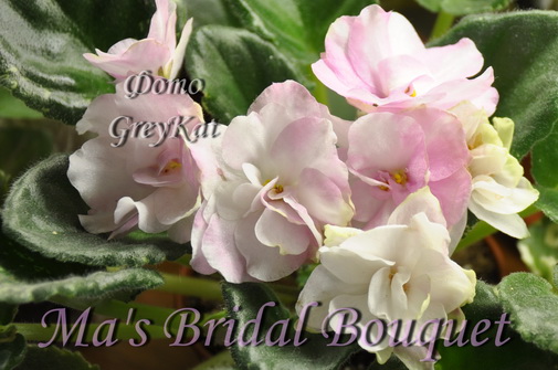  Ma's Bridal Bouquet 