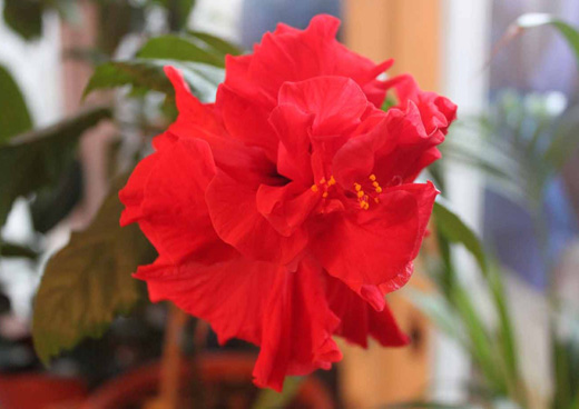  Hibiscus rosa-sinensis L 
