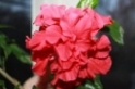Гибискус Hibiscus rosa-sinensis L