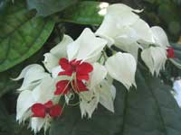  Clerodendrum thomsoniae 