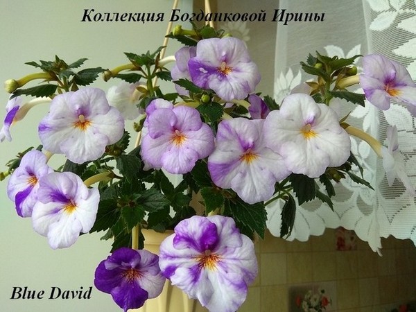 Ахименес Blue David