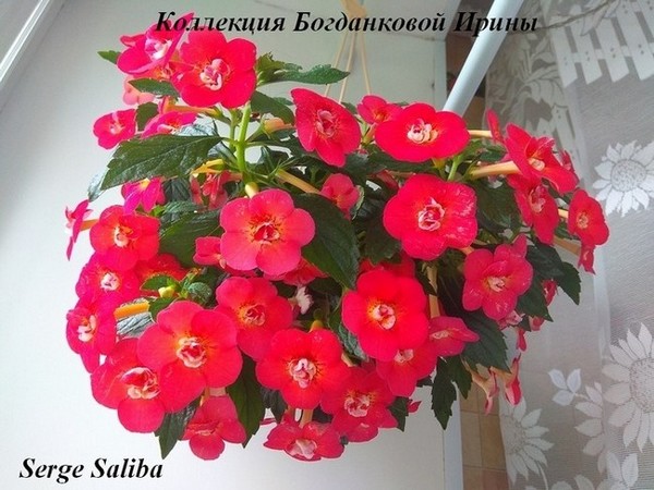 Ахименес в кашпо