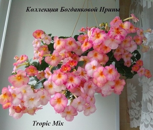  Tropic Mix 