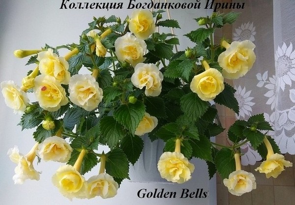  Golden Bells 