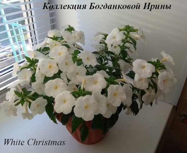  White Christmas 